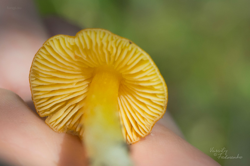 hygrocybe_04.jpg