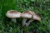 hygrophorus_01_t1.jpg