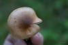 hygrophorus_04_t1.jpg