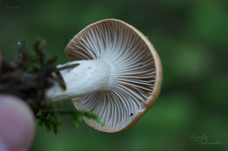 hygrophorus_05.jpg