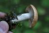 hygrophorus_06_t1.jpg