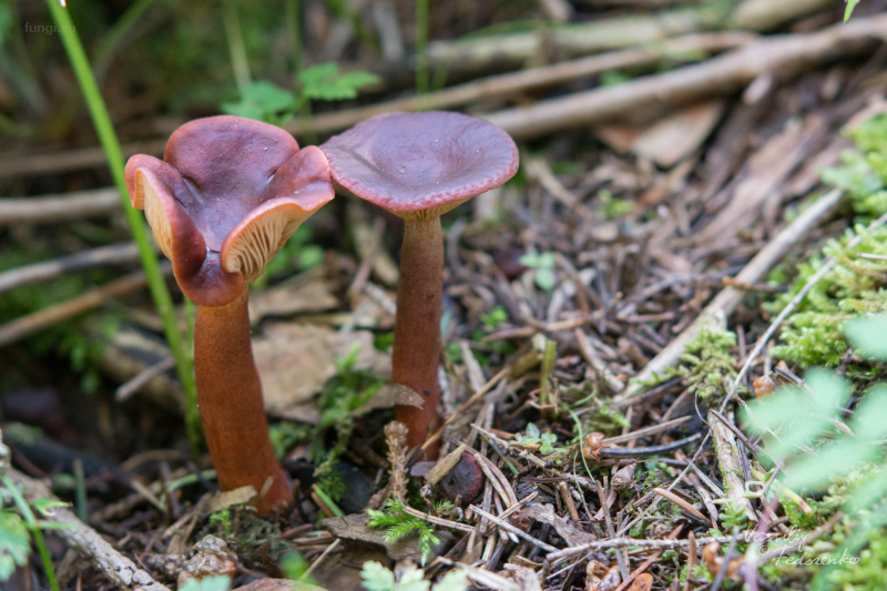 lactarius-badiosanguineus_01.jpg