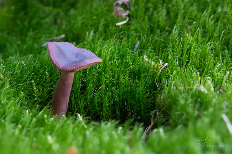 lactarius-badiosanguineus_01_1.jpg