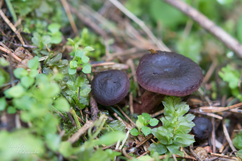 lactarius-badiosanguineus_02.jpg