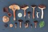 lactarius-badiosanguineus_05_t1.jpg