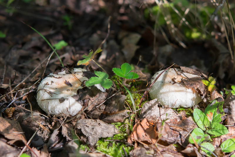 lactarius-pubescens_01.jpg