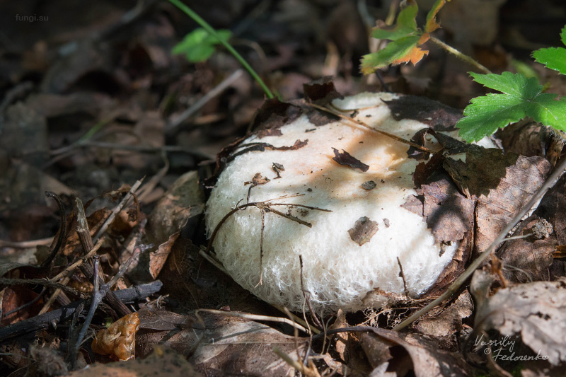 lactarius-pubescens_02.jpg