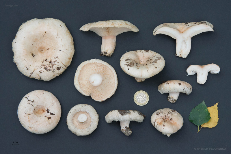 lactarius-pubescens_04.jpg