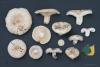 lactarius-pubescens_04_t1.jpg