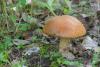 leccinum-aurantiacum_01_t1.jpg