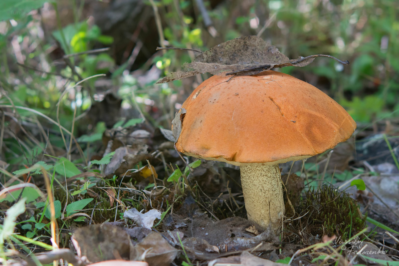 leccinum-aurantiacum_02.jpg