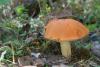 leccinum-aurantiacum_02_t1.jpg