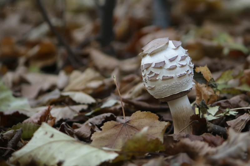 macrolepiota_01.jpg