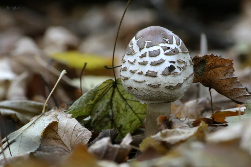 macrolepiota_02.jpg