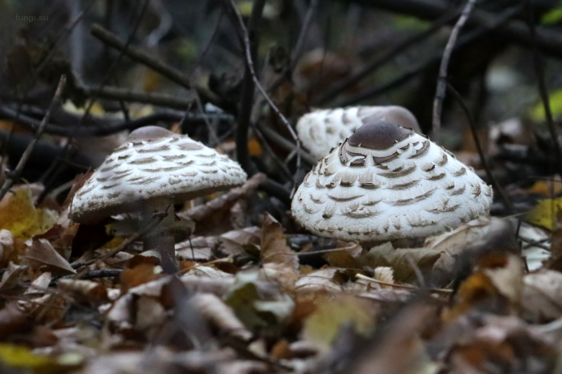 macrolepiota_03.jpg