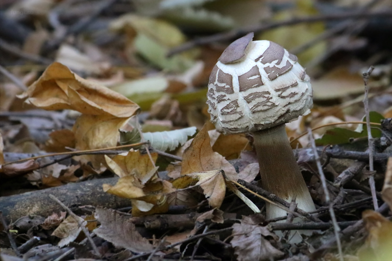 macrolepiota_04.jpg