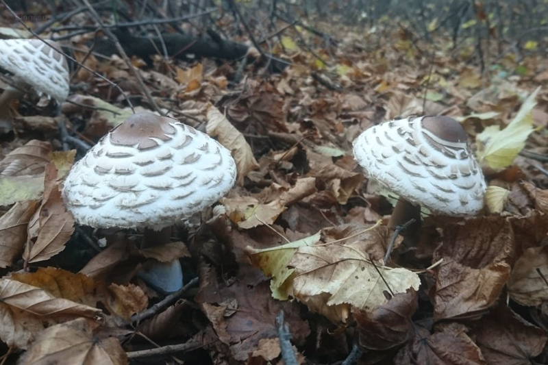 macrolepiota_06.jpg