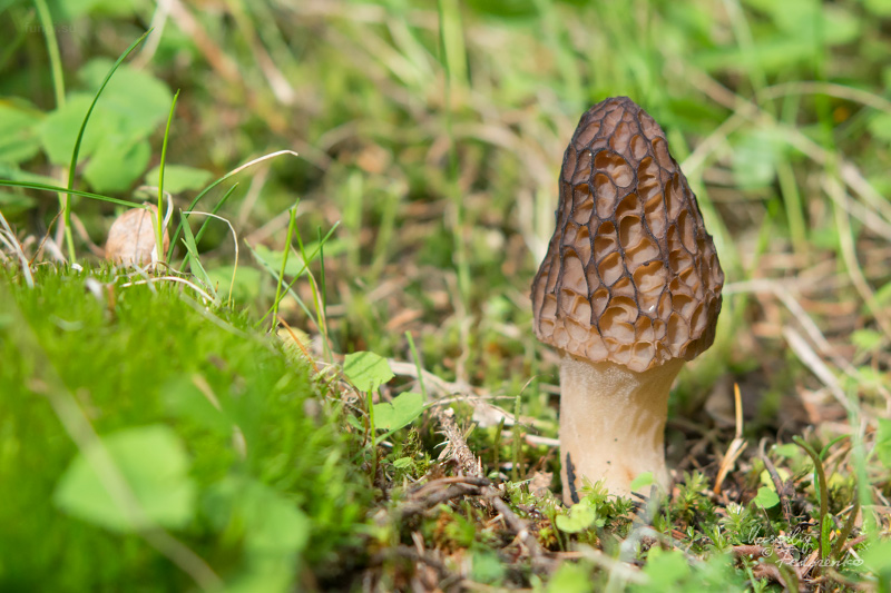 morchella-elata-02.jpg