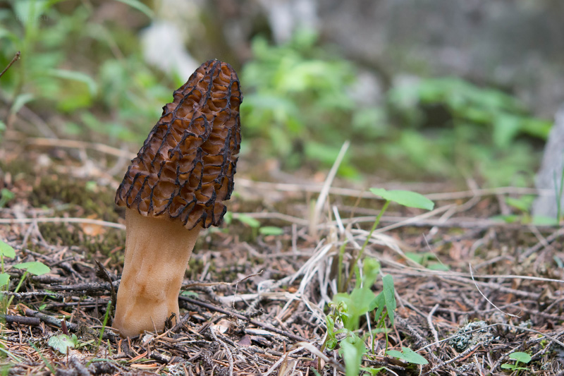 morchella-elata-04.jpg