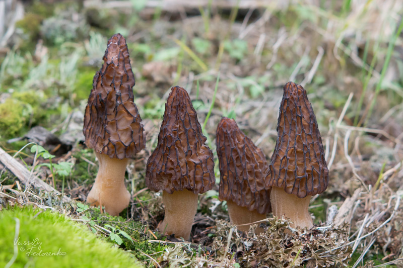 morchella-elata-05.jpg