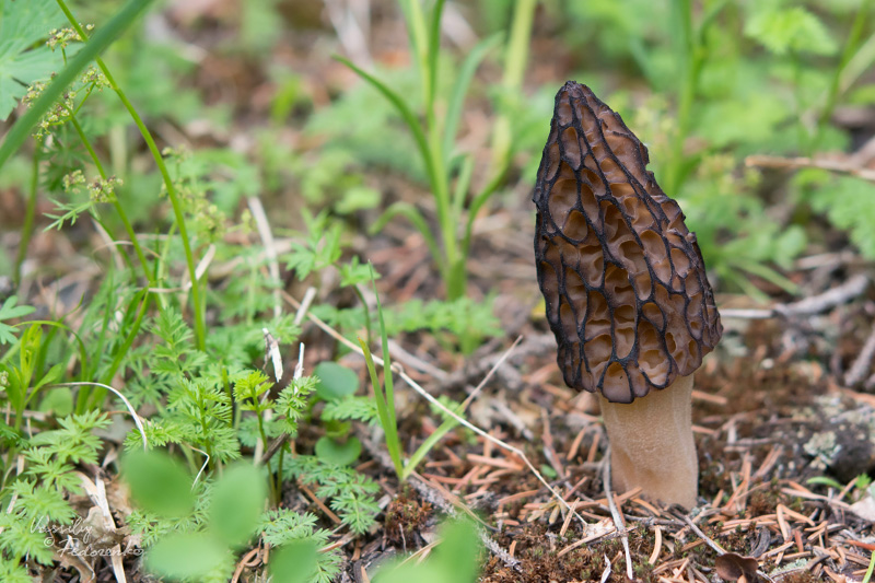 morchella-elata-07.jpg