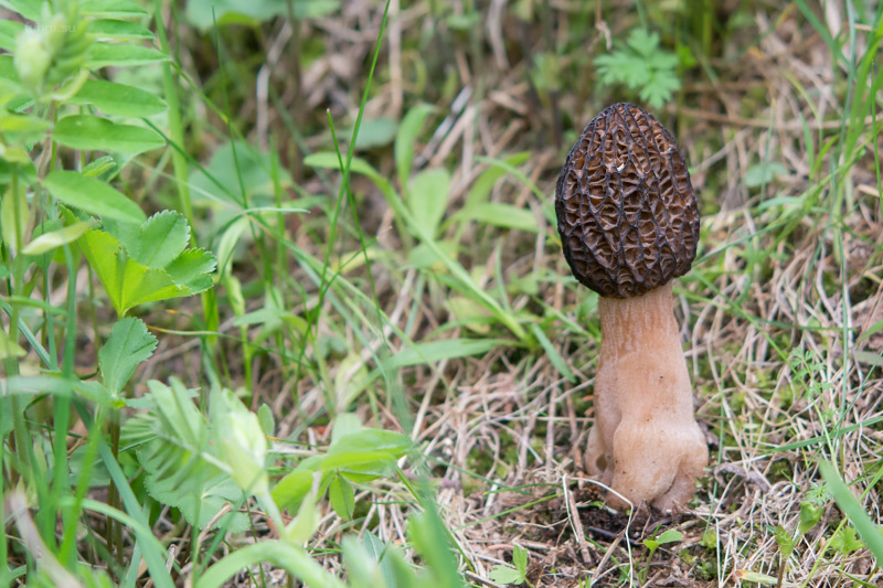 morchella-elata-10.jpg