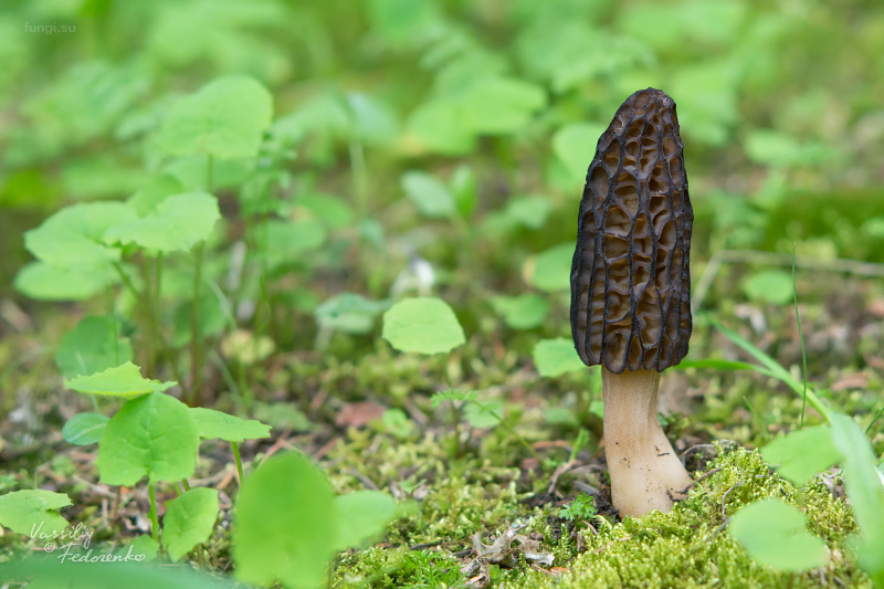 morchella-elata-13.jpg