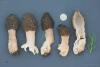 morchella-elata-16_t1.jpg