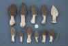 morchella-elata-17_t1.jpg