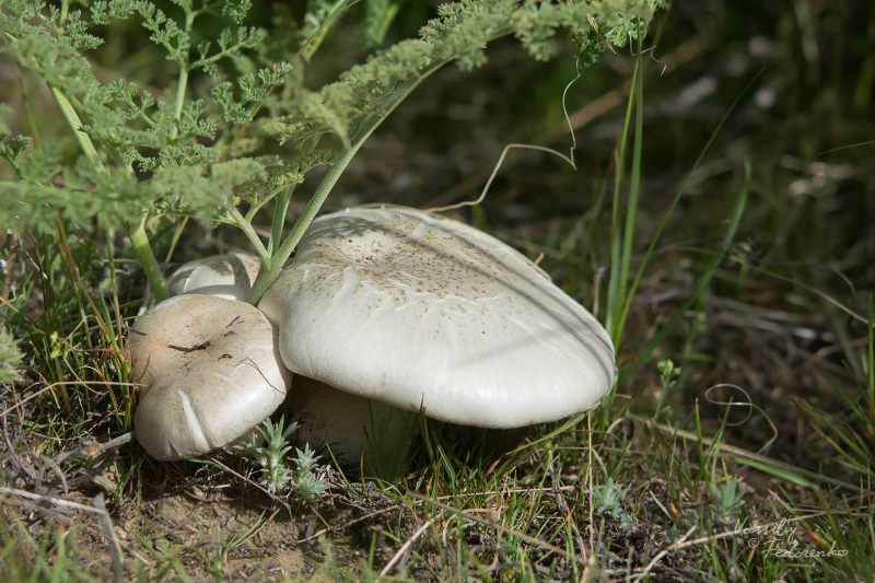 pleurotus-eryngii_01.jpg