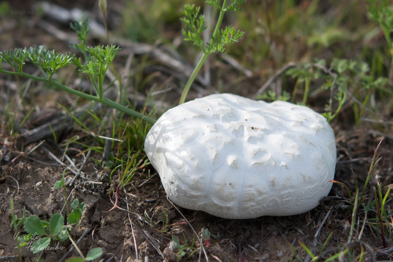 pleurotus-eryngii_02.jpg