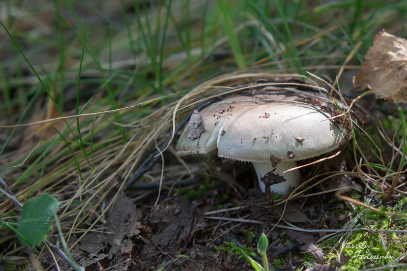 russula-aeruginea_01_1.jpg