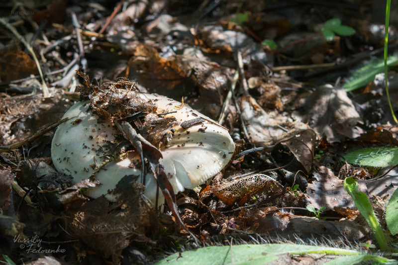 russula-aeruginea_01_2.jpg