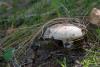 russula-aeruginea_01_t1_1.jpg