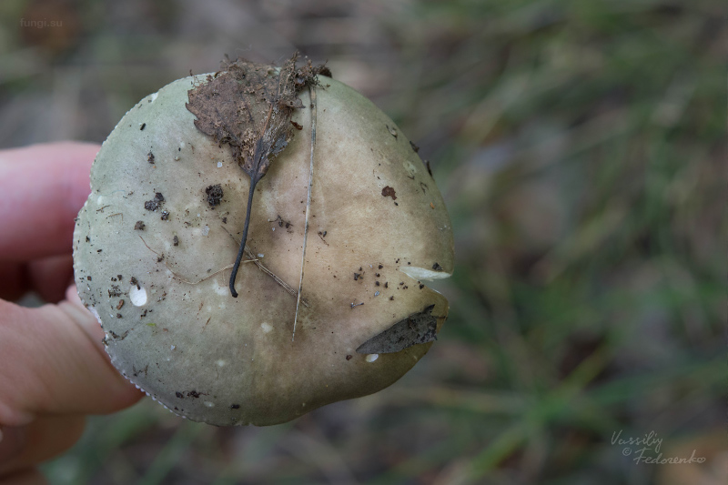 russula-aeruginea_02.jpg