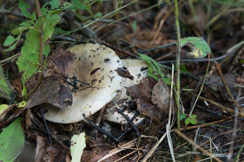 russula-aeruginea_02_1.jpg