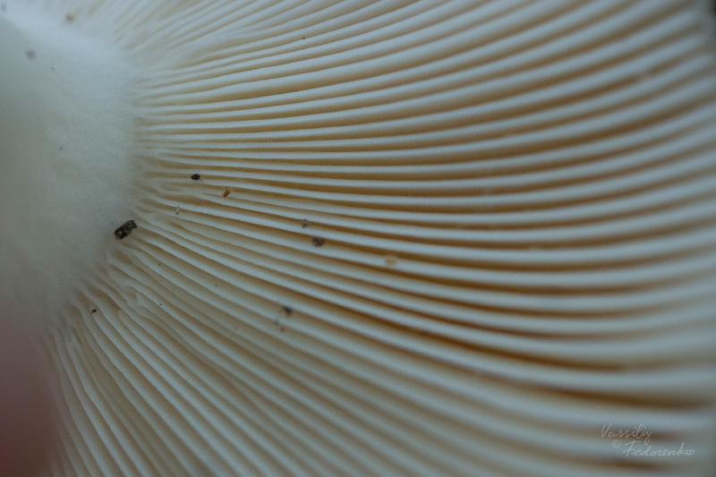 russula-aeruginea_03.jpg