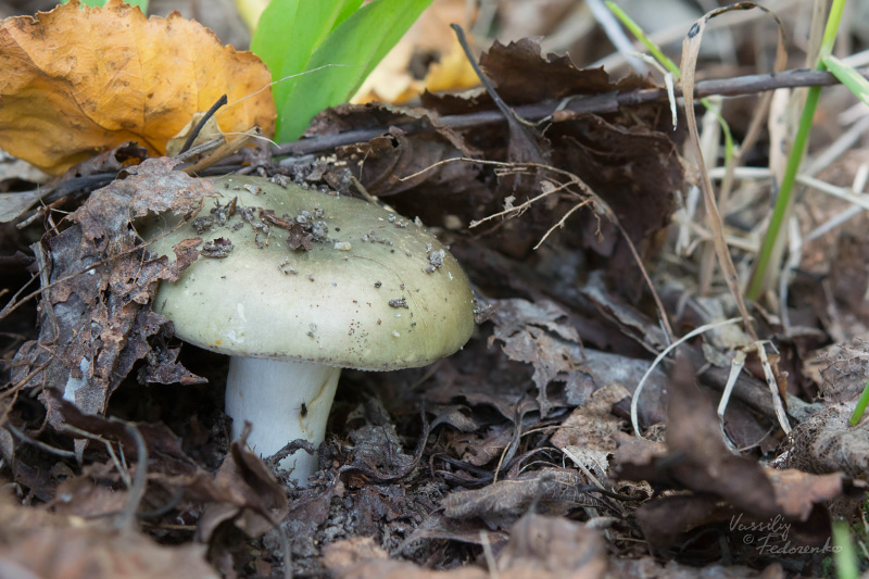 russula-aeruginea_04.jpg