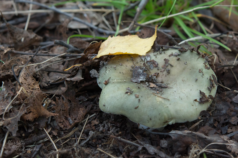 russula-aeruginea_05.jpg