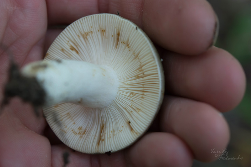 russula-aeruginea_06.jpg