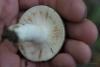 russula-aeruginea_06_t1.jpg