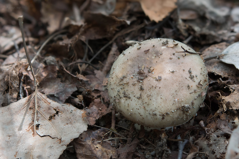 russula-aeruginea_08.jpg