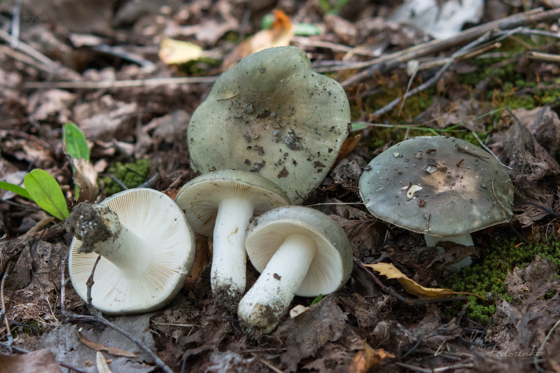 russula-aeruginea_09.jpg