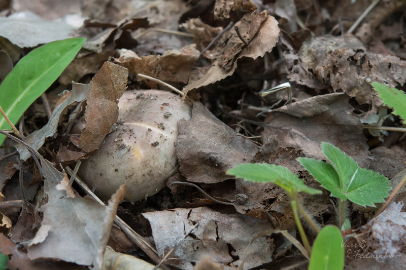russula-aeruginea_10.jpg