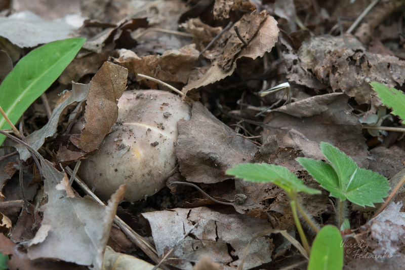 russula-aeruginea_10.jpg