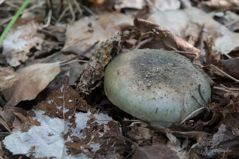 russula-aeruginea_11.jpg