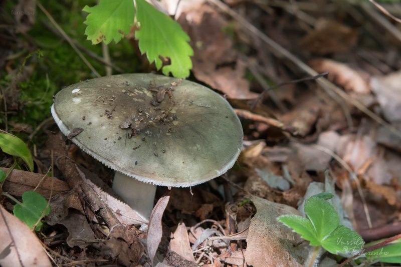 russula-aeruginea_13.jpg