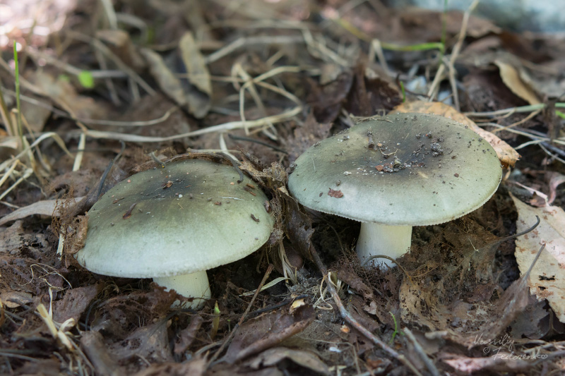 russula-aeruginea_14.jpg