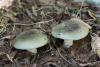 russula-aeruginea_14_t1.jpg