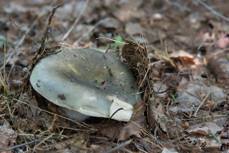 russula-aeruginea_15.jpg